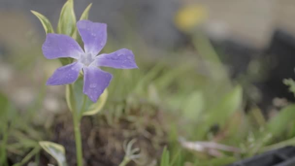 Purple Ivy Flower Garden — Stock Video