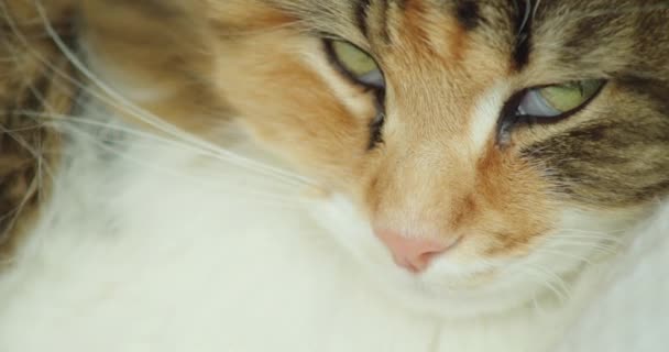 Closeup Norwegian Forest Cat Looking Cute Camera — Stockvideo