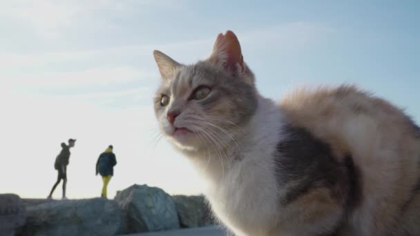 Adorable Three Color Stray Cat Istanbul Sitting Bench While People — ストック動画