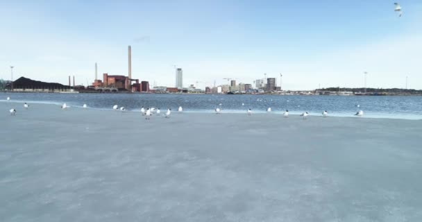 Moving Shot Some Birds Standing Flying Ice Shelf Helsinki Finland — Stockvideo