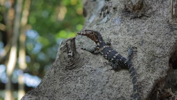 Baby Asian Water Monitor Gripping Tree Trunk Mangrove Forest Breathing — ストック動画