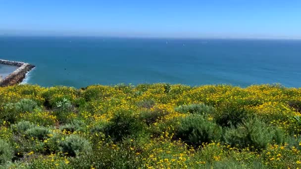 Yellow Flowers Wave Breeze Overlooking Ocean Blue Skies — Vídeos de Stock
