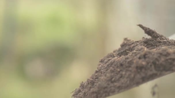 Soil Falling Spade — Stock videók