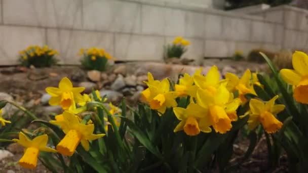 Eine Gruppe Gelber Narzissen Einem Frühlingsgarten Die Wind Wehen — Stockvideo