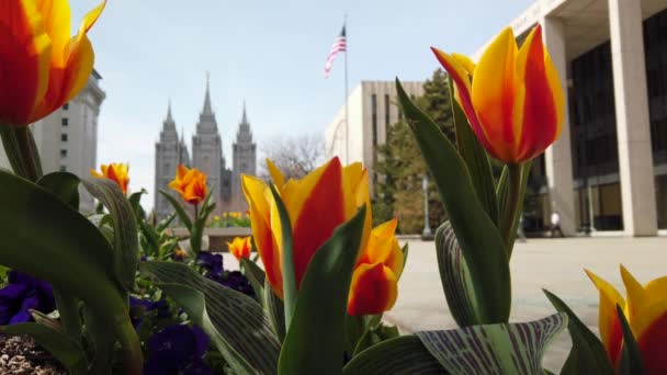 Beautiful Spring Flowers Garnish Grrounds Mormon Temple Square Wonderful Shot — 图库视频影像