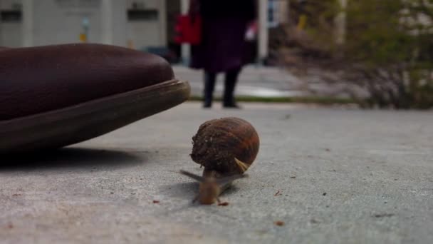 Snail Sidewalk Middle City Almost Getting Squished One Set Shoes — Stockvideo