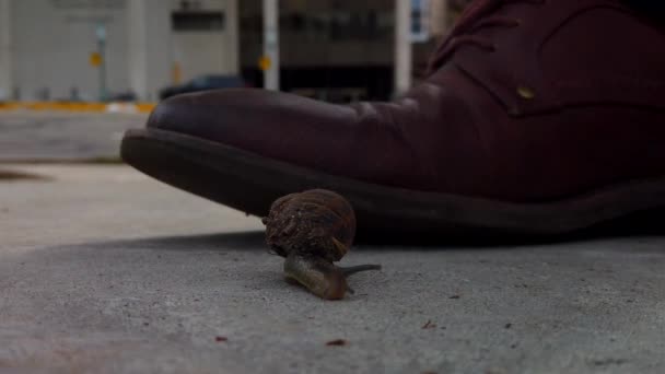 Snail Sidewalk Middle City Almost Getting Squished One Set Shoes — Stockvideo