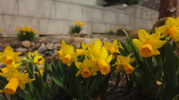 Slow Camera Pan Group Yellow Daffodils Spring Garden Waving Wind — Vídeos de Stock