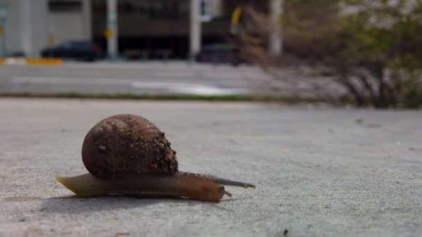 Snail Sidewalk Middle City Crossing Camera Left Concrete Quickly Another — Stockvideo