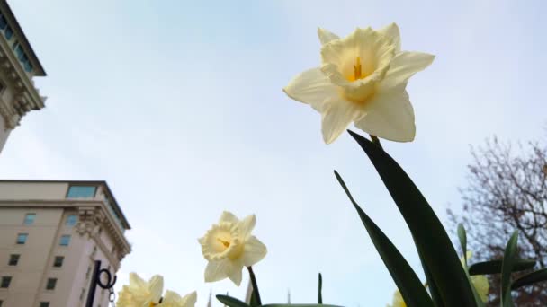 Low Angle Some Beautiful Daffodils Garden Business Building Blowing Gently — Stock video