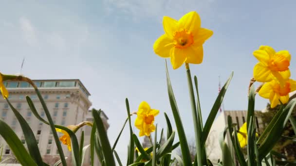 Ângulo Baixo Alguns Belos Narcisos Jardim Perto Prédio Negócios Soprando — Vídeo de Stock