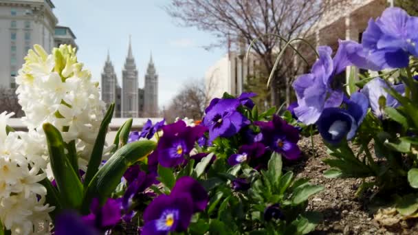 Beautiful Spring Flowers Garnish Grrounds Mormon Temple Square Wonderful Shot — Stockvideo