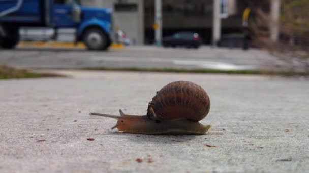 Escargot Sur Trottoir Milieu Une Ville Traversant Caméra Laissée Sur — Video