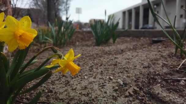 Slow Camera Pan Yellow Daffodils Small Garden Side Road City — Vídeo de Stock