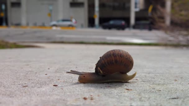 Snail Sidewalk Middle City Crossing Camera Left Concrete Quickly Another — 图库视频影像