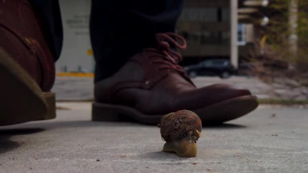 Snail Sidewalk Middle City Almost Getting Squished One Set Shoes — Vídeo de Stock