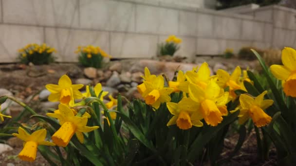 Grupo Daffodils Amarelos Jardim Mola Que Ondula Vento Movimento Lento — Vídeo de Stock