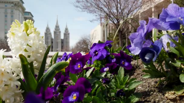 Beautiful Spring Flowers Garnish Grrounds Mormon Temple Square Wonderful Shot — Stockvideo