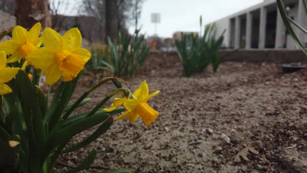 Slow Camera Pan Yellow Daffodils Small Garden Side Road City — Stock video