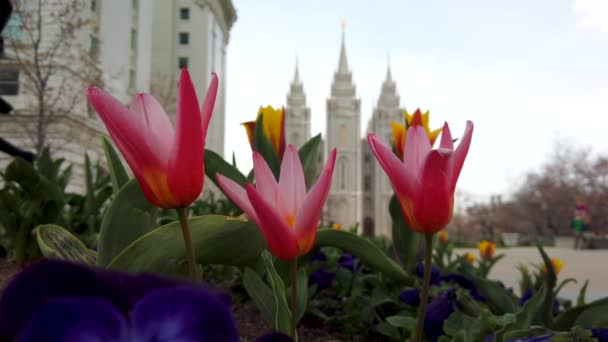 Beautiful Spring Flowers Garnish Grrounds Mormon Temple Square Wonderful Shot — Vídeo de Stock