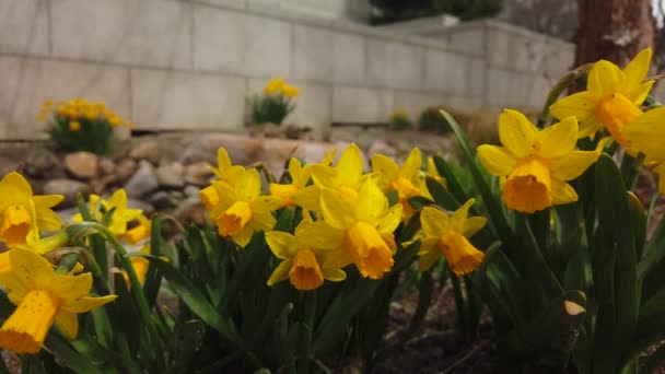 Slow Camera Pan Group Yellow Daffodils Spring Garden Waving Wind — Vídeos de Stock