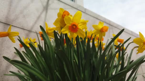 Grupo Narcisos Amarillos Jardín Primavera Saludando Viento Una Sutil Cámara — Vídeos de Stock