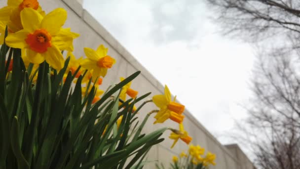 Una Cámara Lenta Grupo Narcisos Amarillos Jardín Primavera Saludando Viento — Vídeo de stock