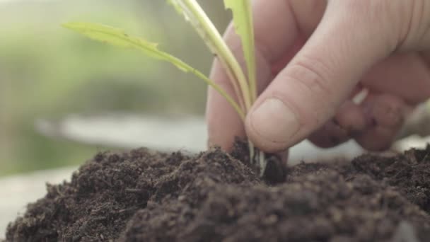 Pulling Plant Roots Soil — Stockvideo