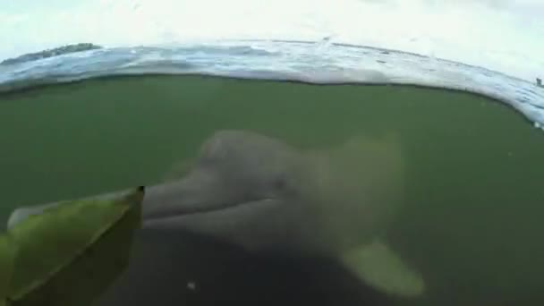 Onderwatervideo Van Rivierdolfijnen Die Zwemmen Spelen Bij Een Amazone Rivier — Stockvideo
