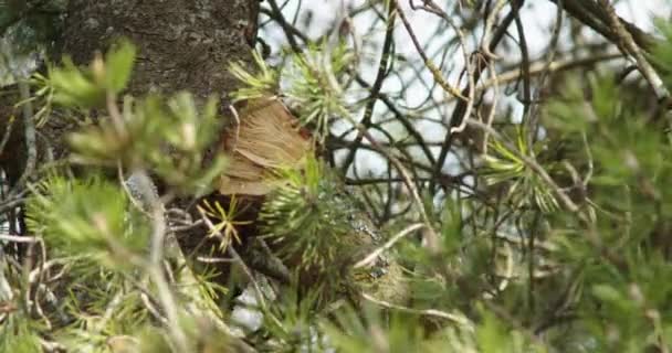 Beschadigde Boom Tak Naar Beneden Hangen Moet Worden Verwijderd Als — Stockvideo