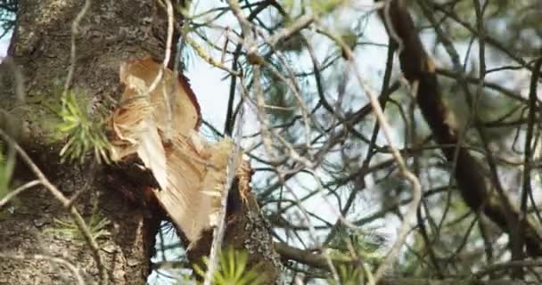 Chainsaw Sawing Broken Tree Branch Damaged Storm — Video