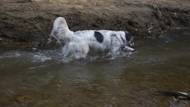 White Furry Dog Playing Creek Drainage Pipe Slow Motion — Vídeo de Stock