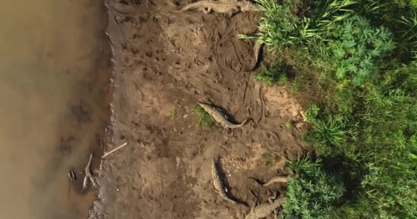 Aerial View Crocodiles Tarcoles River Costa Rica — Stockvideo