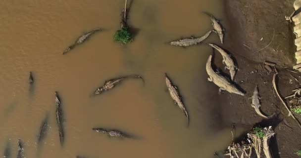 Aerial Video Approaching Crocodiles Tarcoles River Costa Rica — Vídeos de Stock