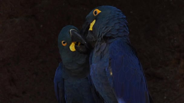 Couple Lear Blue Macaw Affectionate Moment Bahia Brazil — Vídeos de Stock