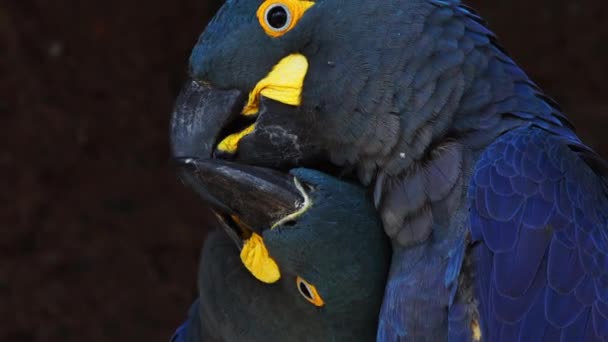 Head Closeup Couple Lear Blue Macaw Affectionate Moment Bahia Brazil — Vídeos de Stock