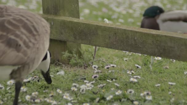 Canadian Goose Pecking Food Meadow — Stockvideo