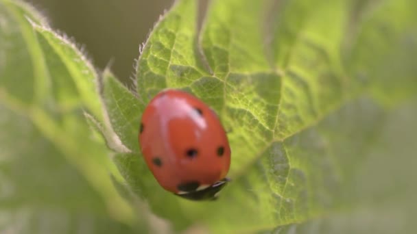 Ladybird Resting Leaf — Stok video