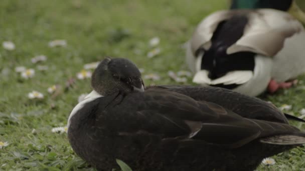 Ducks Resting Meadow — Vídeos de Stock