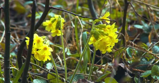 Cowslip Flowers Blooming Springtime — 비디오