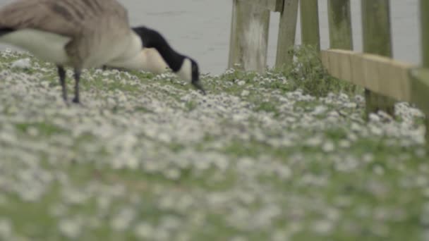 Canadian Goose Pecking Food Meadow — Vídeos de Stock