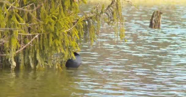Closeup Shot Black Coot Picking Its Feathers Lake Trees Back — Stock Video