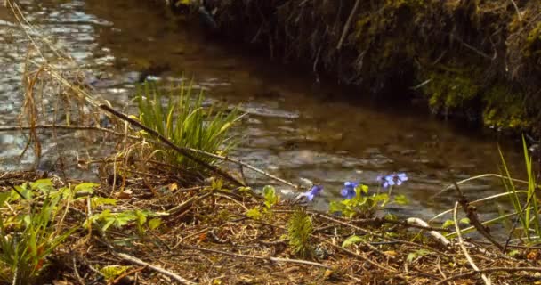 Beautiful Blue Marsh Violets Front Small River — Vídeo de Stock