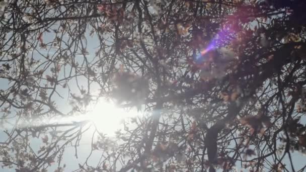 Cherry Blossom Blows Blue Sky — Stockvideo