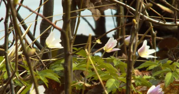 Virginia Anemone Growing Lake Bavaria — Stock video