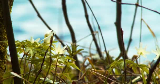 Virginia Anemone Frente Lago — Vídeo de Stock