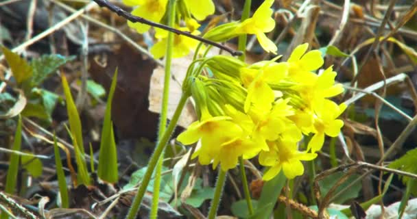 Closeup Shot Bunch Cowslip Flowers Blooming Spring — Stockvideo