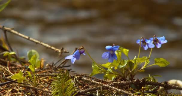 Closeup Shot Beautiful Blue Marsh Violets Front Small River — Vídeo de stock