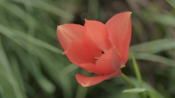 Red Orange Flower Black Stamen Grows Field — ストック動画