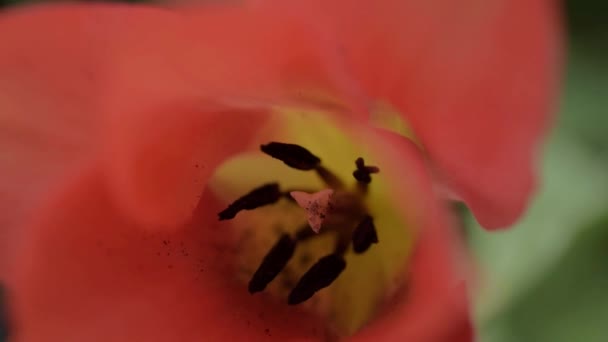 Red Orange Flower Black Stamen — Stok video